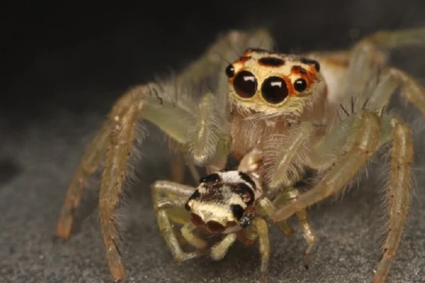 Aranha Papa Moscas 2vettop% Aranha Papa Moscas (2)