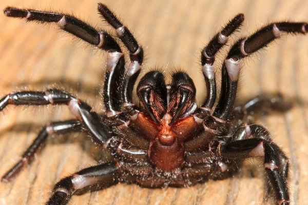 As Aranhas Mais Perigosas do Mundo 4vettop% Aranha-armadeira (Phoneutria spp.) (2)