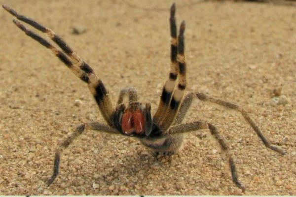 As Aranhas Mais Perigosas do Mundo 3vettop% Aranha-armadeira (Phoneutria spp.)