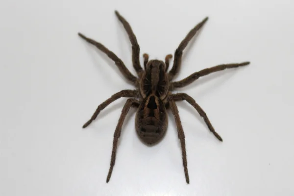 Aranha de Jardim: Uma Análise Biológica Detalhada 1vettop% Aranha de Jardim