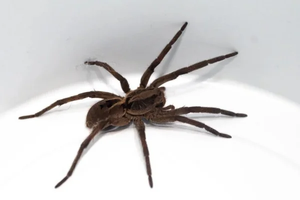 Aranha de Jardim: Uma Análise Biológica Detalhada 2vettop% Aranha de Jardim