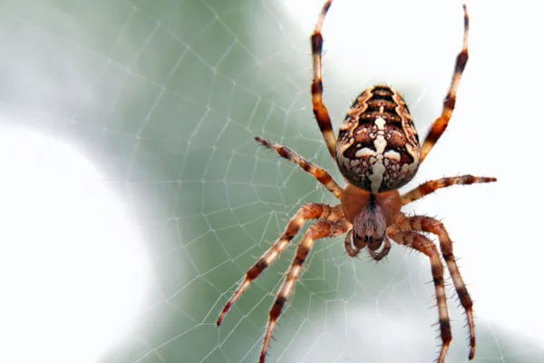 Aranha é inseto? 2vettop% aranha é inseto, aranha e inseto, aranha inseto, aranha é um inseto, inseto aranha, aranha como barata, aranha como cupim, aranha mata barata, aranhas carnívor