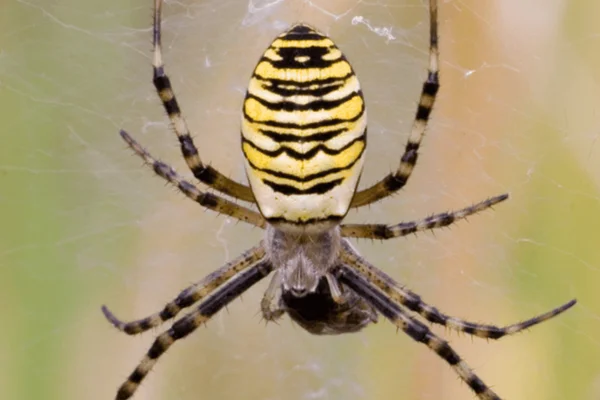 Aranha é inseto? 1vettop% Aranha é inseto