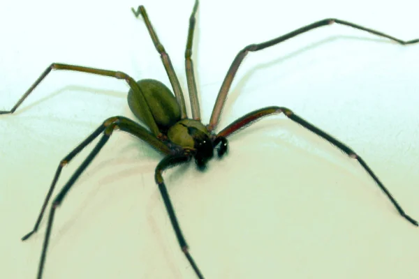 As Aranhas Mais Perigosas do Mundo 2vettop% Aranha-reclusa (Loxosceles reclusa)