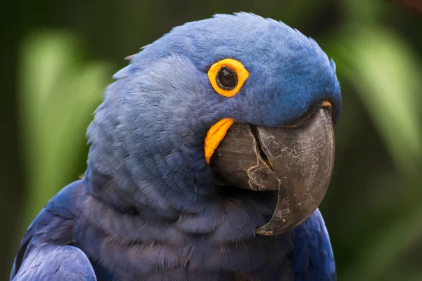 Animais do Pantanal 9 Animais Icônicos 2vettop% Arara-azul (Anodorhynchus hyacinthinus)