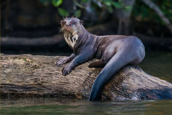 Animais do Pantanal 9 Animais Icônicos 7vettop% Ariranha (Pteronura brasiliensis)