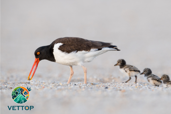 Tipos de bicos de aves 5vettop% Aves Limícolas