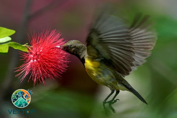 Tipos de bicos de aves 6vettop% Aves Limícolas (1)