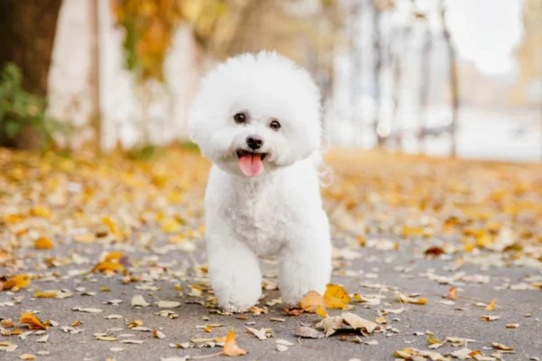 Conheça 10 Raças de Cachorros Pequenos e Brancos 2vettop% Bichon Frisé