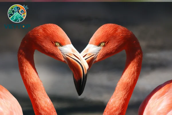 Tipos de bicos de aves 7vettop% Bicos de aves filtradoras