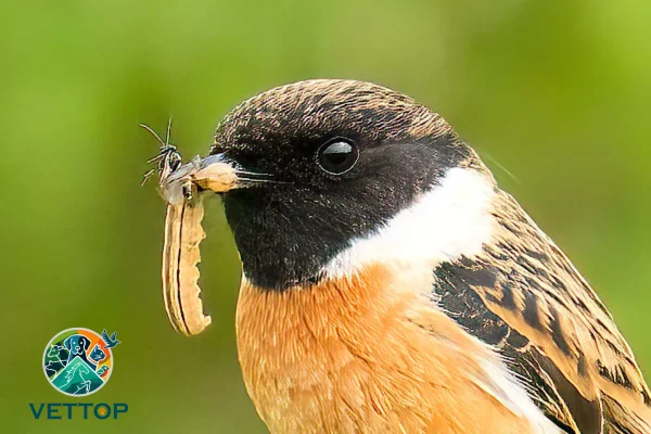 Tipos de bicos de aves 4vettop% Bicos de aves frugívoras (1) (1)