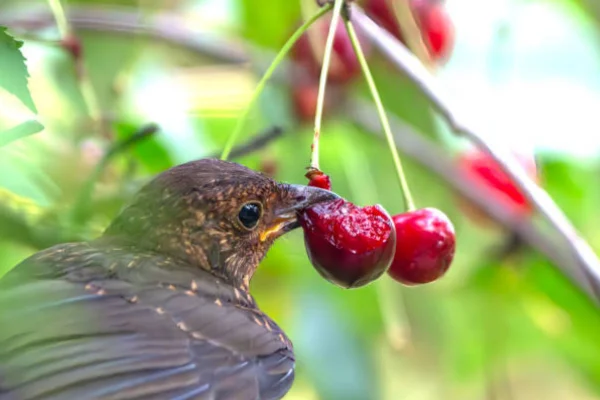 Tipos de bicos de aves 3vettop% Bicos de aves frugívoras