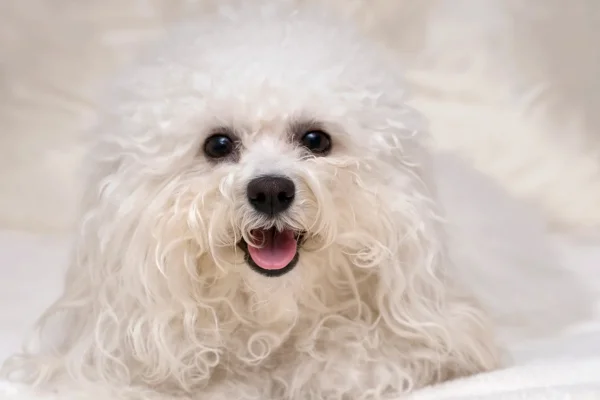 Conheça 10 Raças de Cachorros Pequenos e Brancos 6vettop% Bolonhês