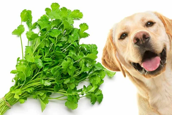 Cachorro pode comer coentro?
