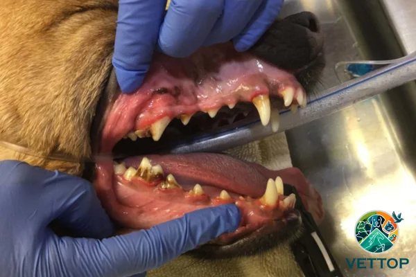 Cachorro pode morrer durante limpeza dental? 1vettop% Cachorro pode morrer durante limpeza dental (3)