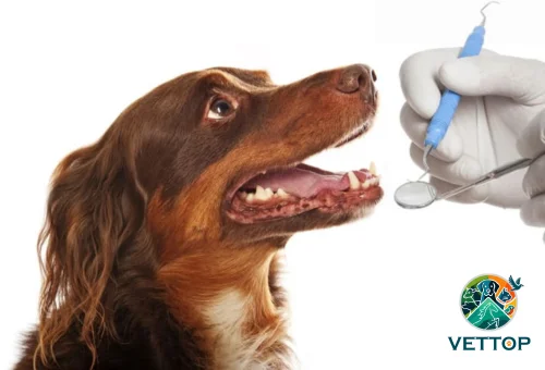 Cachorro pode morrer durante limpeza dental?