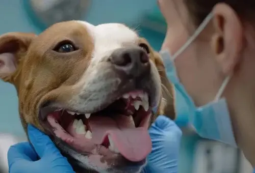 Cachorro pode morrer durante limpeza dental? 2vettop% Cachorro pode morrer durante limpeza dental (3)