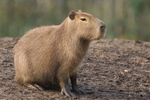 Animais do Pantanal 9 Animais Icônicos 4vettop% Capivara (Hydrochoerus hydrochaeris)