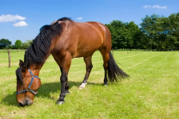 Cavalo é um Ruminante? 1vettop% Cavalo é um Ruminante