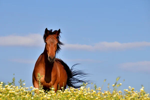 Cavalo é um Ruminante? 2vettop% Cavalo é um Ruminante