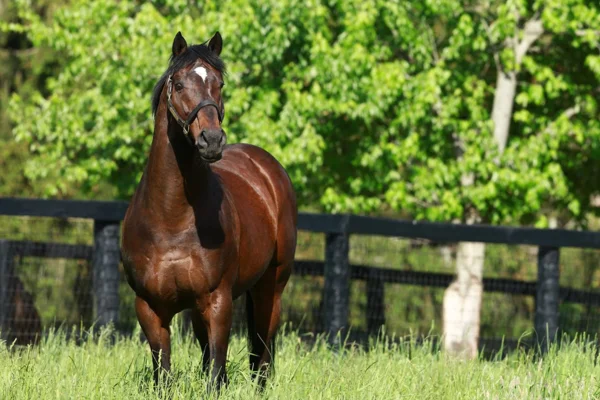 Descubra o Fascinante Mundo dos Cavalos 1vettop% Cavalos