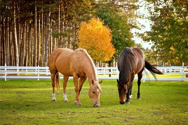 Descubra o Fascinante Mundo dos Cavalos 2vettop% Cavalos