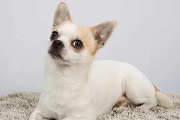 Conheça 10 Raças de Cachorros Pequenos e Brancos 8vettop% Chihuahua Branco