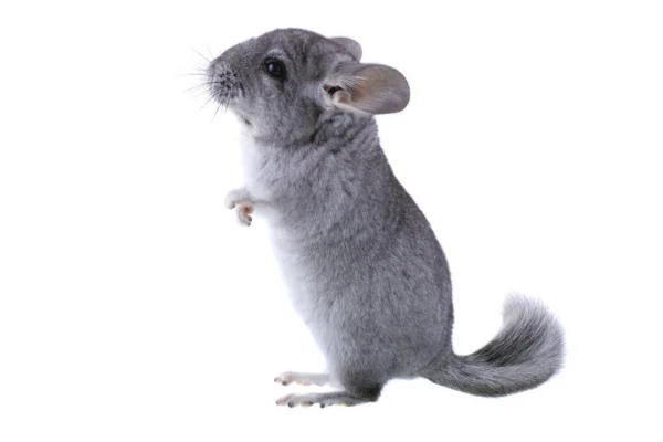 Os animais mais fofos do mundo 10vettop% Chinchila comum (Chinchilla lanigera)