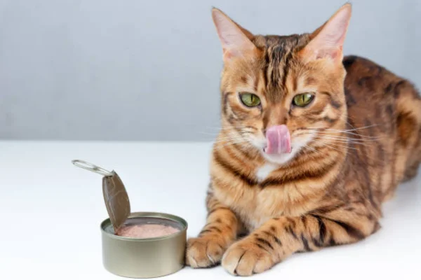 Comida em Lata para Gatos 2vettop% Comida em Lata para Gatos