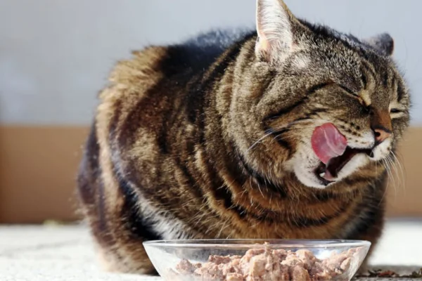 Comida em Lata para Gatos 1vettop% Comida em Lata para Gatos