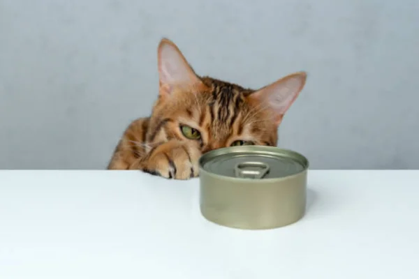 Comida em Lata para Gatos