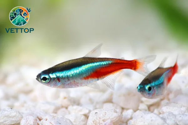 Como cuidar de peixes neon