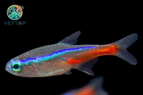 Como cuidar de peixes neon 2vettop% Como cuidar de peixes neon (1)