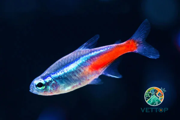 Como cuidar de peixes neon 1vettop% Como cuidar de peixes neon (1)