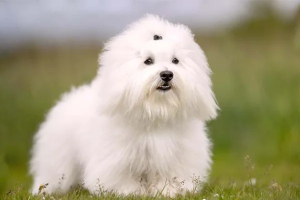 Conheça 10 Raças de Cachorros Pequenos e Brancos 5vettop% Coton de Tulear
