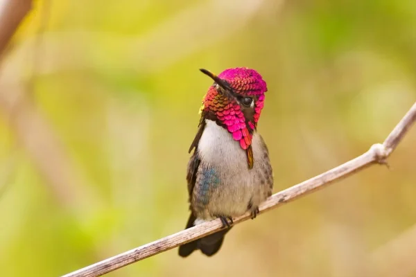 Os animais mais fofos do mundo 9vettop% Cuban Bee Hummingbird (Mellisuga helenae)