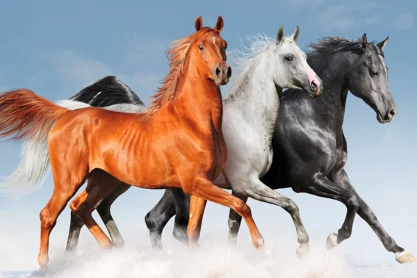 Curiosidades Sobre os Cavalos 2vettop% Curiosidades sobre os cavalos