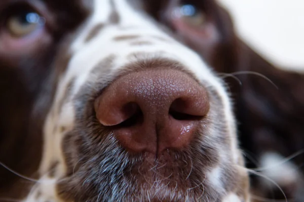Doenças nos focinhos dos cachorros 7vettop% Doenças nos focinhos dos cachorros