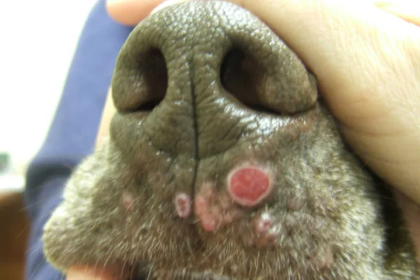 Doenças nos focinhos dos cachorros 1vettop% Doenças que Afetam os Focinhos dos Cachorros
