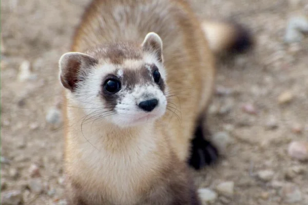 Os animais mais fofos do mundo 3vettop% Doninha-de-patas-pretas (Mustela nigripes) (1)