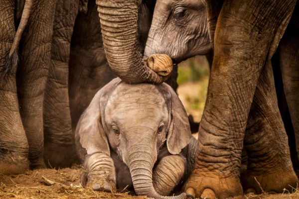 Elefantes: Gigantes Gentis 1vettop% Elefante