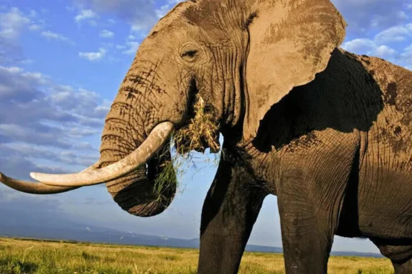 Elefantes: Gigantes Gentis 2vettop% Elefante