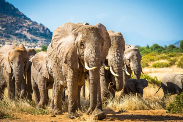 Elefantes: Gigantes Gentis 18vettop% Elefantes
