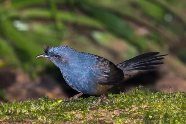 Nomes de pássaros de A a Z 2vettop% Entufado (Merulaxis ater)