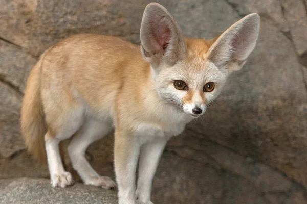 Os animais mais fofos do mundo 17vettop% Feneco (Vulpes zerda)