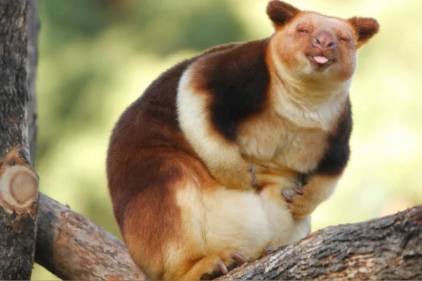 Os animais mais fofos do mundo 5vettop% Canguru Bennett arborícola (Dendrolagus bennettianus)