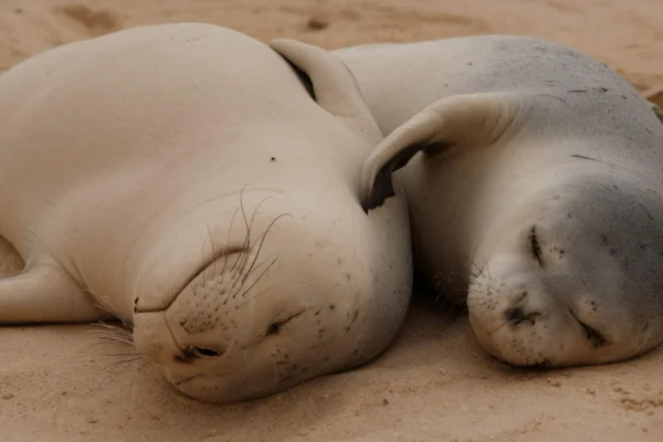 Os animais mais fofos do mundo 4vettop% Foca-monge-do-mediterrâneo
