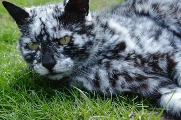 Gato com Vitiligo: Entendendo a Doença 2vettop% Gato com Vitiligo (1)