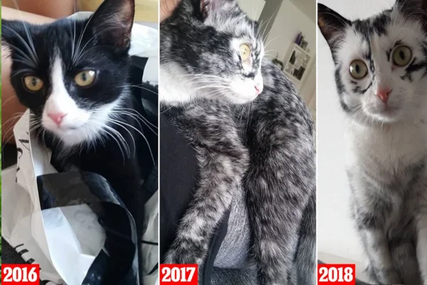 Gato com Vitiligo: Entendendo a Doença 1vettop% Gato com Vitiligo (2)