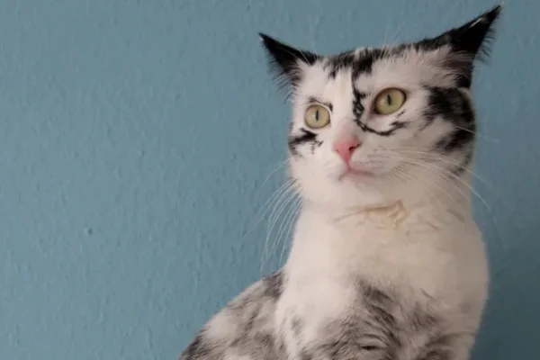 Gato com Vitiligo: Entendendo a Doença 12vettop% Gato com Vitiligo